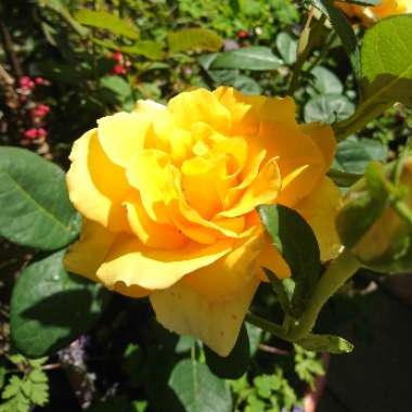 Floribunda Rose 'You Are My Sunshine'