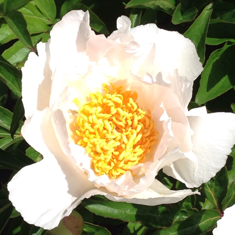 Peony 'Krinkled White' (Herbaceous)