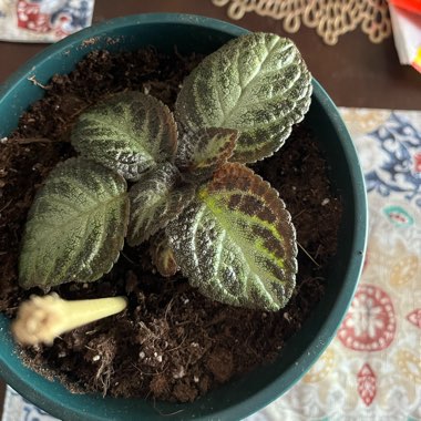 Episcia Cupreata