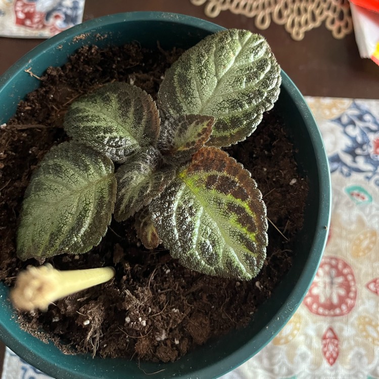 Plant image Episcia Cupreata