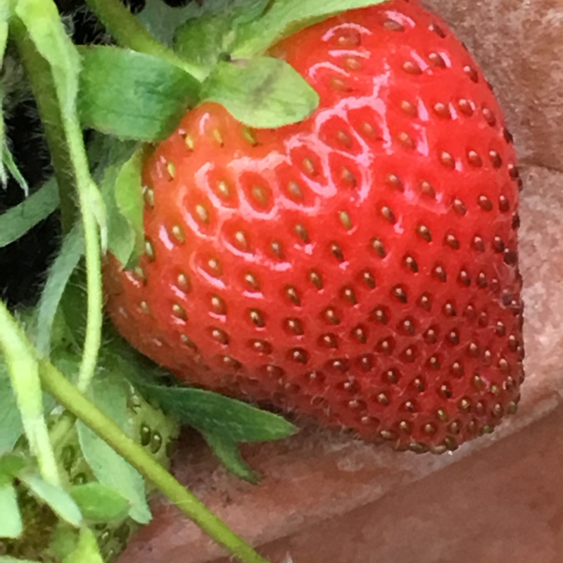 Fragaria x ananassa