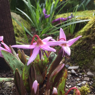 Dogtooth Violet