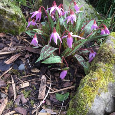 Dogtooth Violet