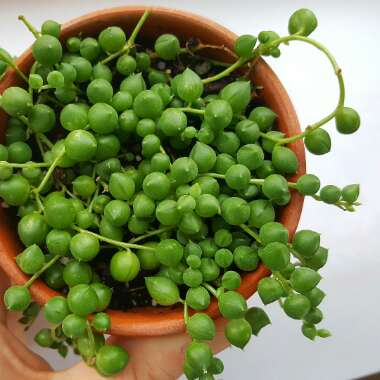 String of Pearls