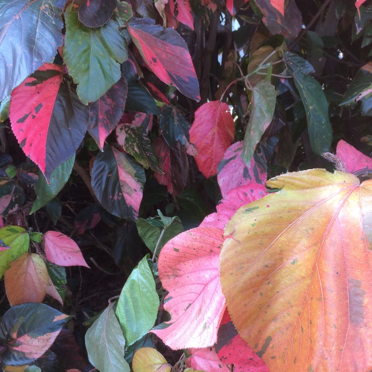 Plant image Acalypha