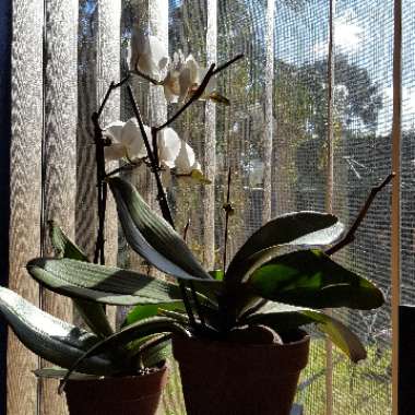 Dendrobium phalaenopsis 'White Surpise'