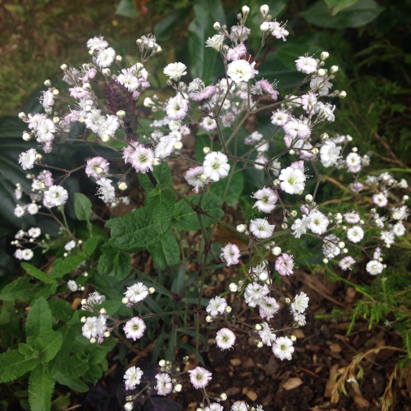 Plant image Gypsophila repens 'Rosea Schonheit'