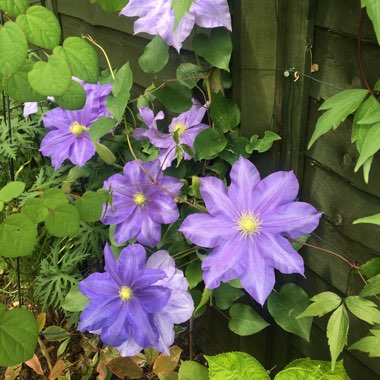 Clematis