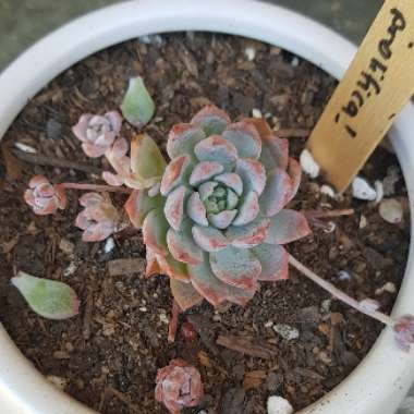 Echeveria Prolifica