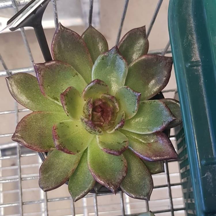 Plant image Echeveria Agavoides Blood Maria