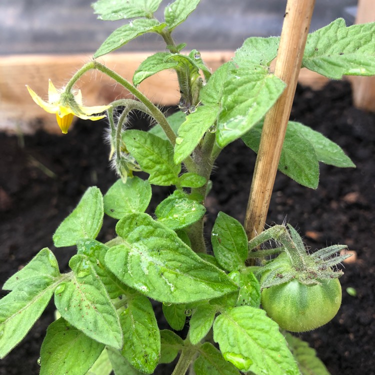 Plant image Solanum Lycopersicum 'Siberian'