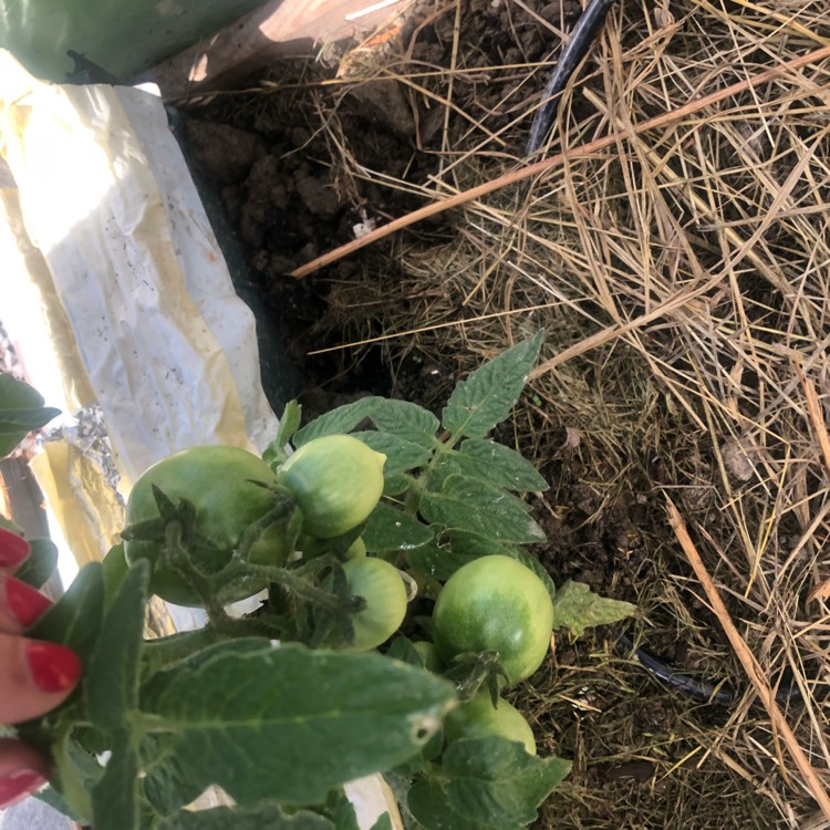 Plant image Solanum Lycopersicum 'Siberian'