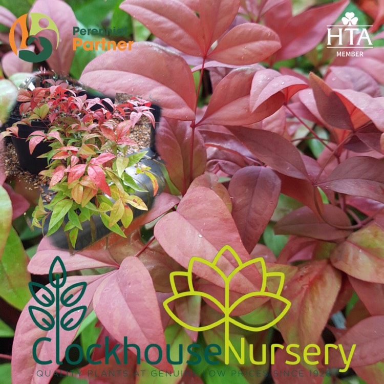 Plant image Nandina domestica 'Blush Pink'