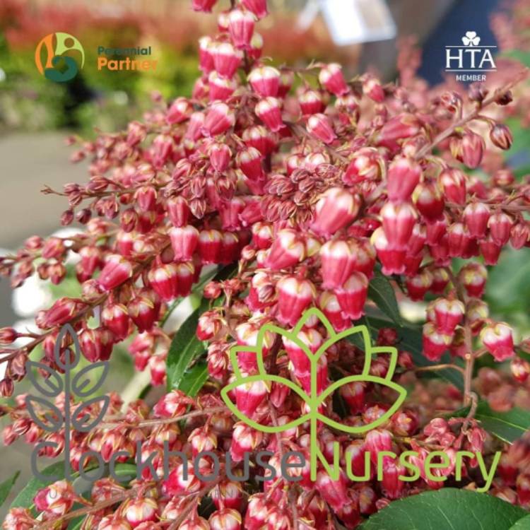 Plant image Pieris japonica 'Passion'