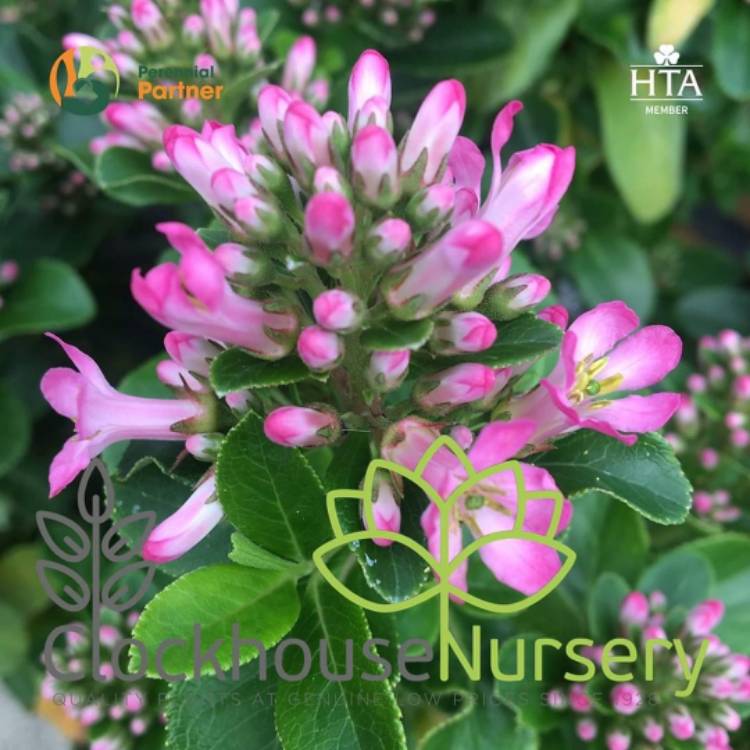 Plant image Escallonia 'Pink Elle'