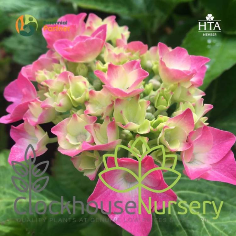 Plant image Hydrangea Macrophylla 'King George'