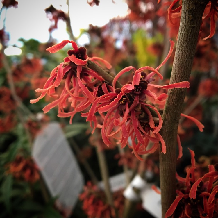 Plant image Hamamelis x intermedia 'Ruby Glow'