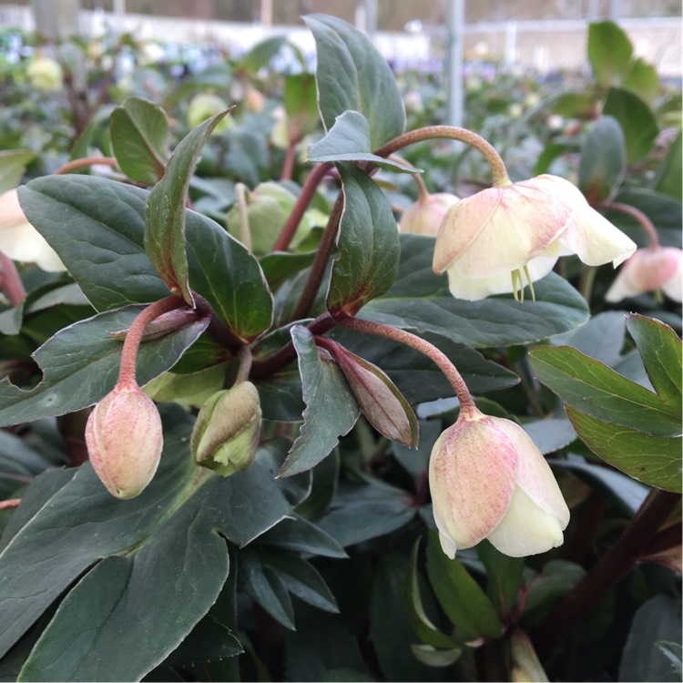 Plant image Helleborus x sahinii 'Winterbells'