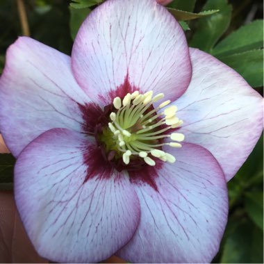 Helleborus x hybridus 'Painted Bunting'