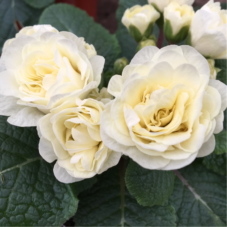 Plant image Primula belarina 'Cream'