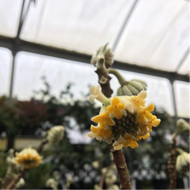 Edgeworthia chrysantha