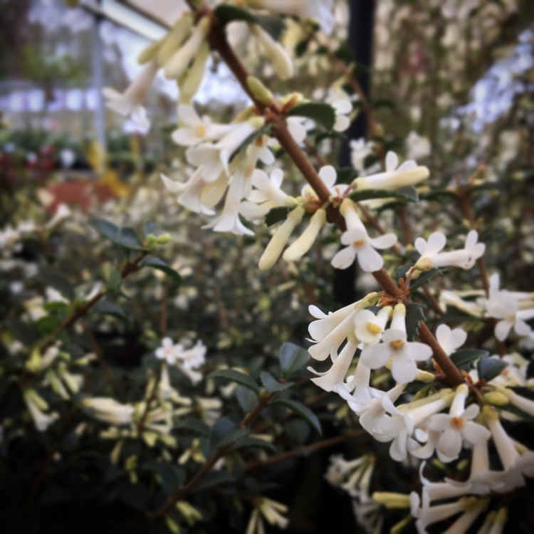 Plant image Osmanthus Delavayi