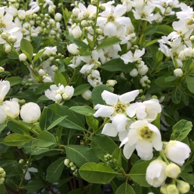 Exochorda racemosa 'Niagara'