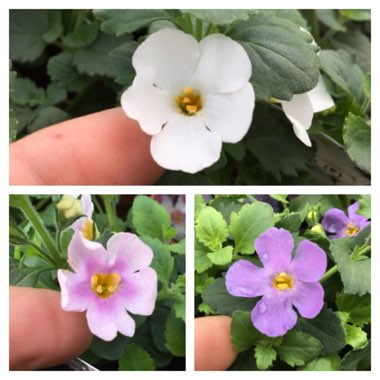 Bacopa abunda 'Colossal Pink'