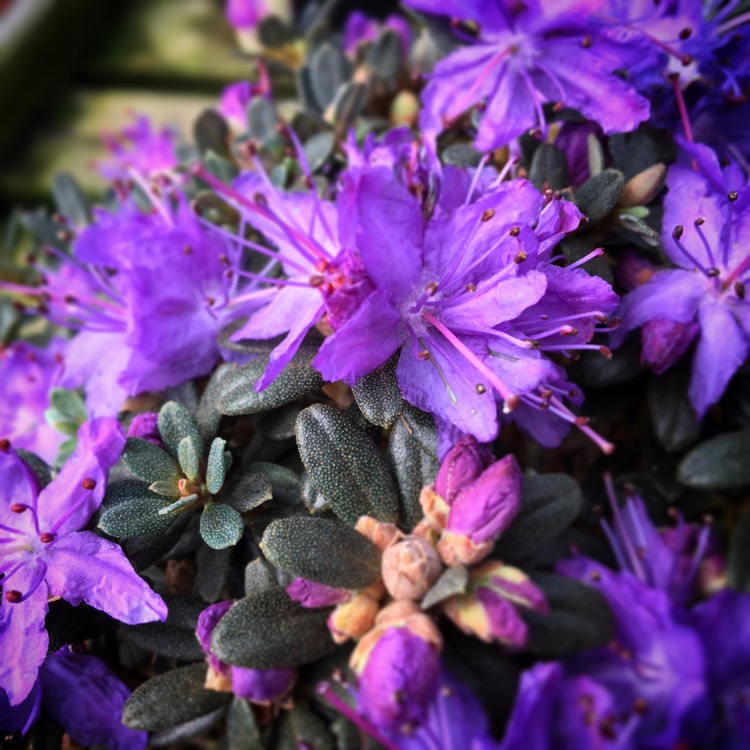 Plant image Rhododendron impeditum