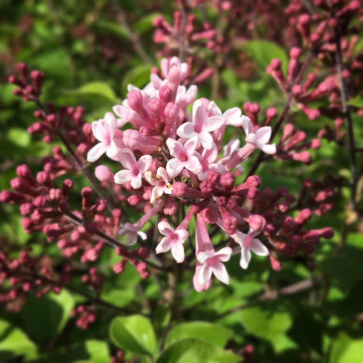 Plant image Syringa 'Morjos 060f' syn. Syringa 'Josee'