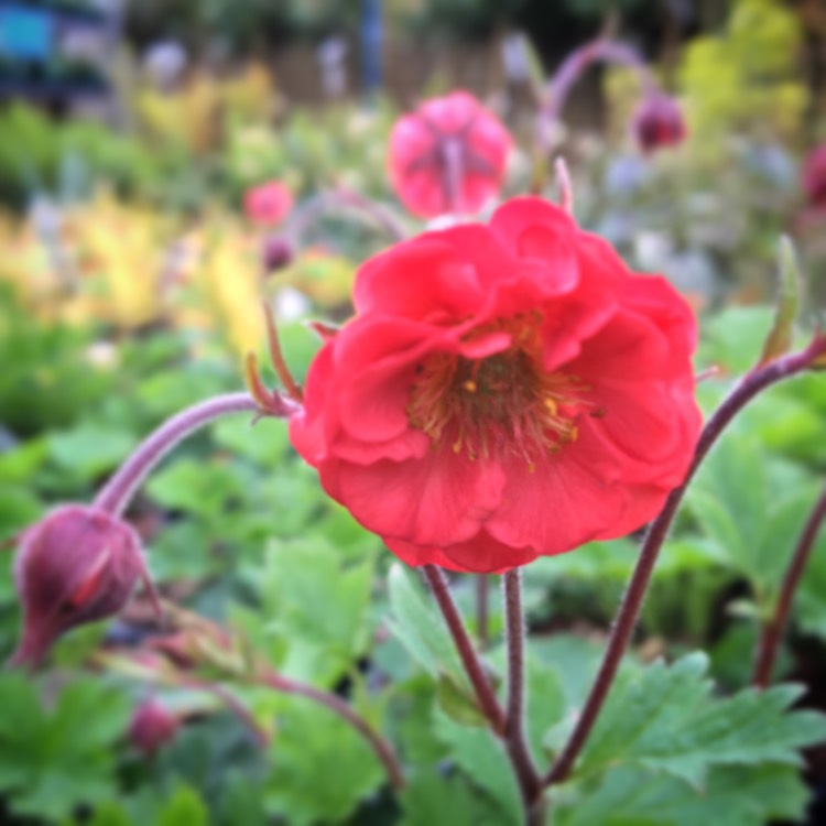 Plant image Geum 'Flames Of Passion'