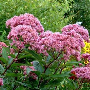 Eupatorium maculatum 'Atropurpureum'