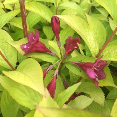 Weigela 'Olympiade' syn. Weigela 'Briant Rubidor', Weigela 'Rubidor', Weigela 'Rubigold'