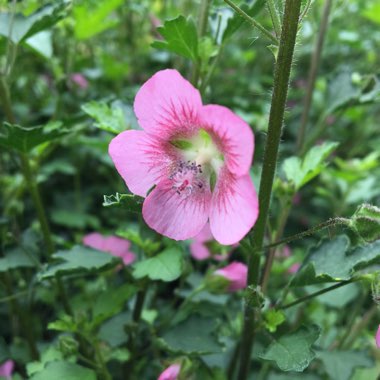 Anisodontea capensis