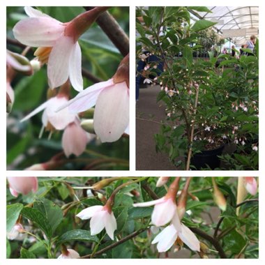 Styrax Japonicus