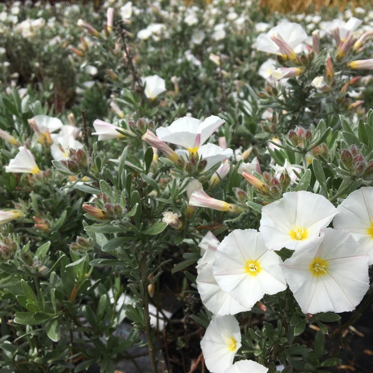 Plant image Convolvulus cneorum