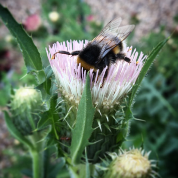 Plant image Cirsium heterophyllum 'Pink Blush'