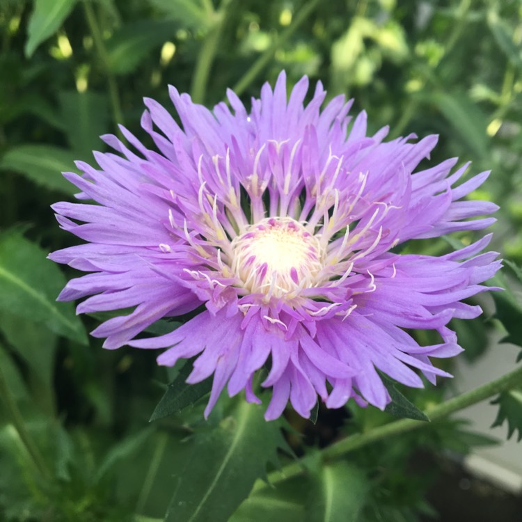 Plant image Stokesia 'Peachie's Pick'