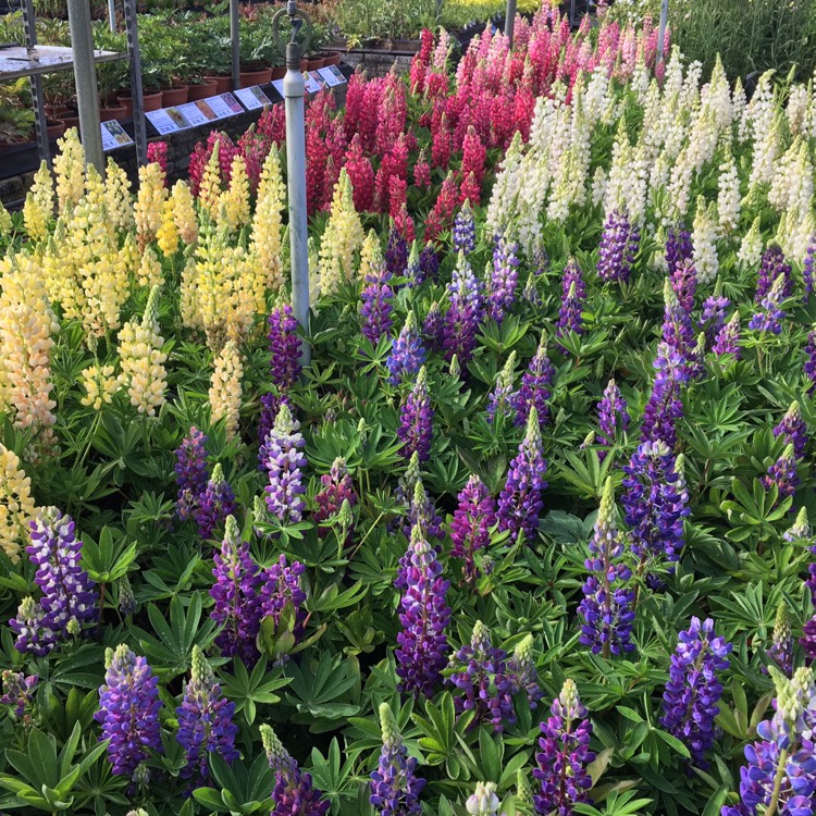 Plant image Lupinus 'Gallery Dwarf Mixed'