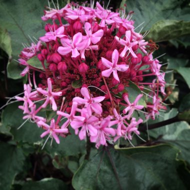 Clerodendrum bungei 'Pink Diamond'