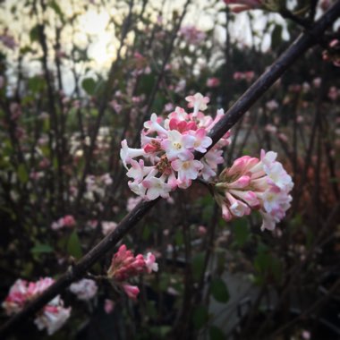 Viburnum x bodnantense 'Dawn'