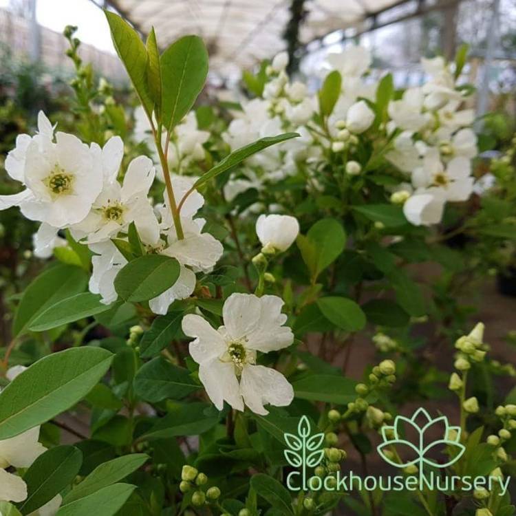 Plant image Exochorda racemosa 'Niagara'