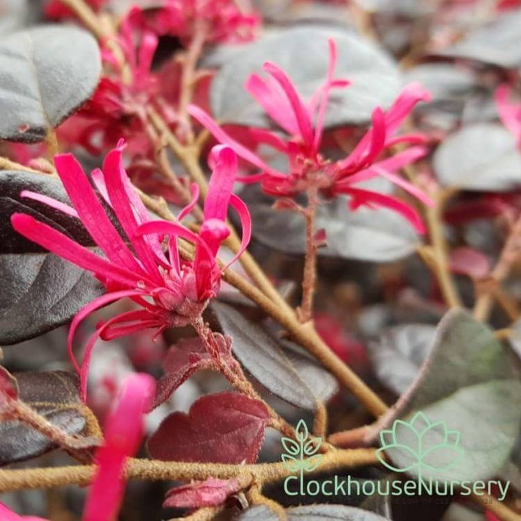 Plant image Loropetalum chinense 'Black Pearl'