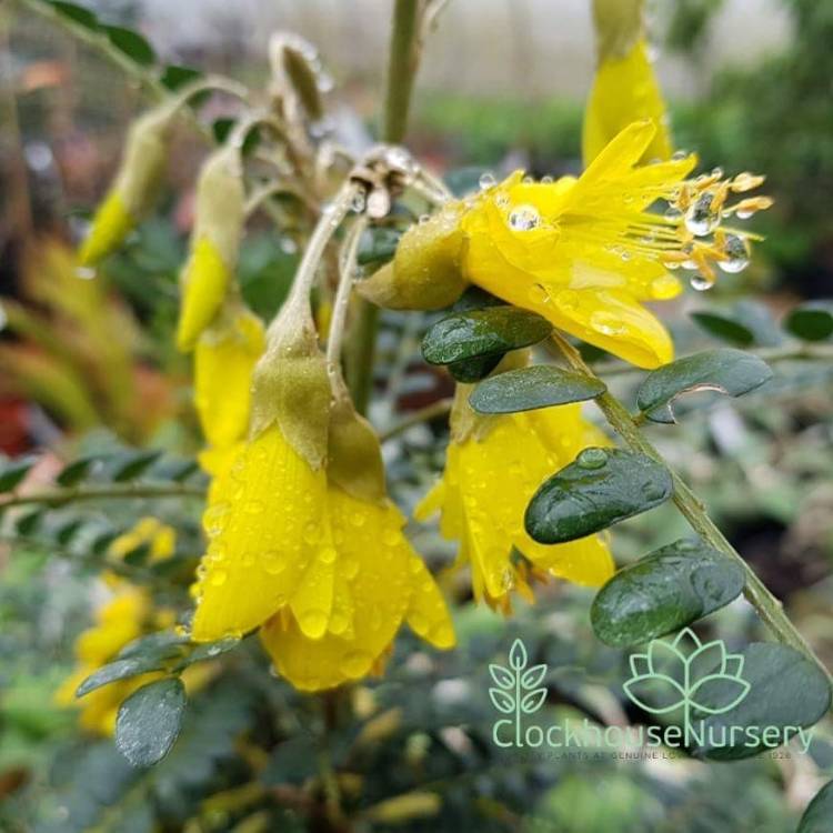 Plant image Sophora microphylla 'Sun King'