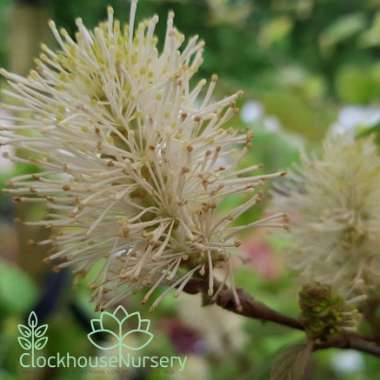 Fothergilla major