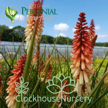 Kniphofia 'Orange Vanilla Popsicle' (Popsicle Series)