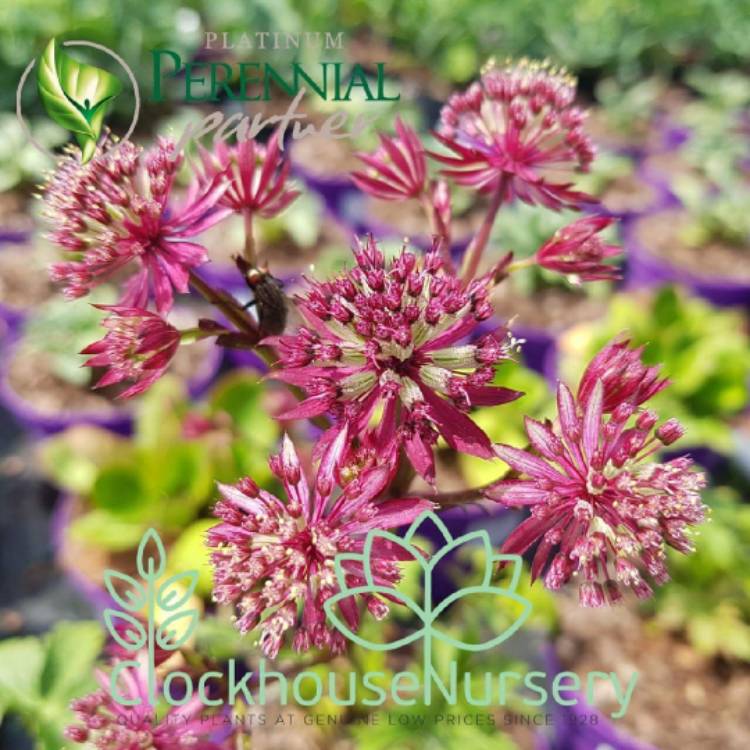 Plant image Astrantia 'Ruby Star'