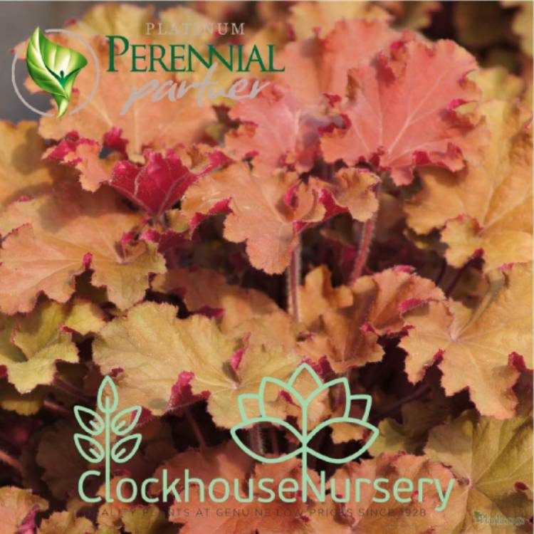 Plant image Heuchera 'Tangerine Wave' (Fox Series)