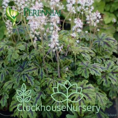 Tiarella 'Emerald Ellie'