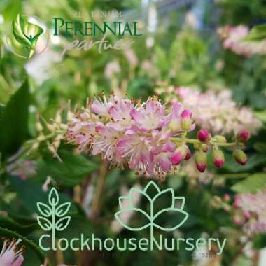 Clethra Alnifolia 'Pink Spires'